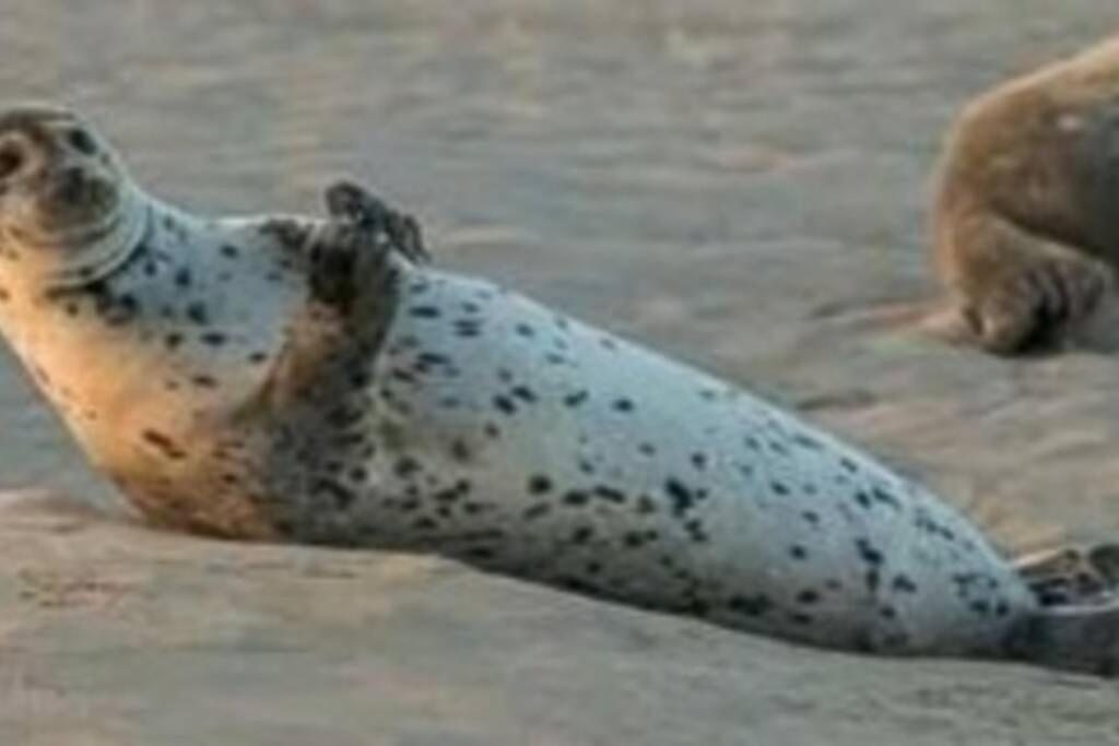 Gl 18 Gite A 100M De La Plage Cayeux-sur-Mer Kültér fotó